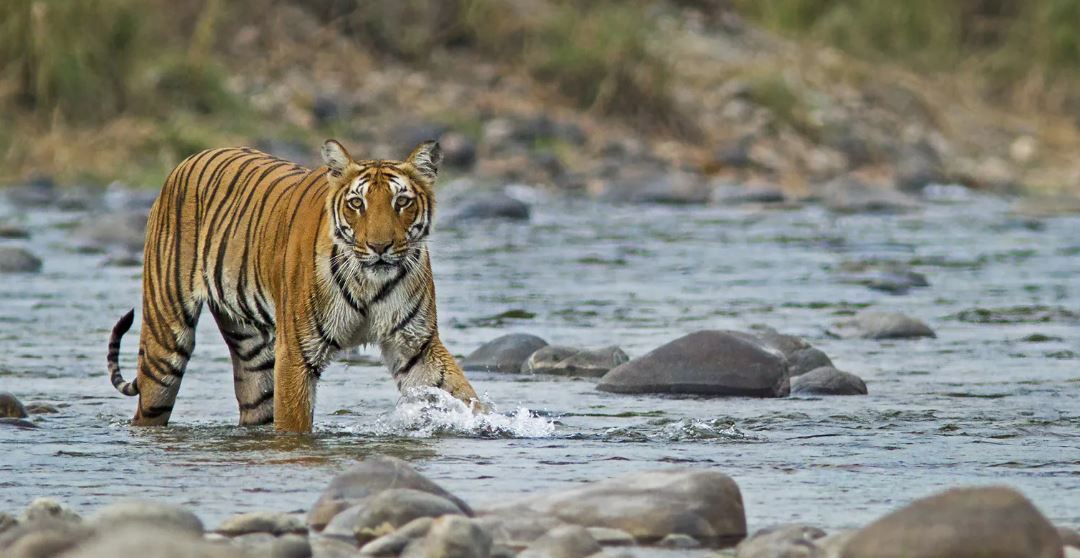 Jim Corbett 